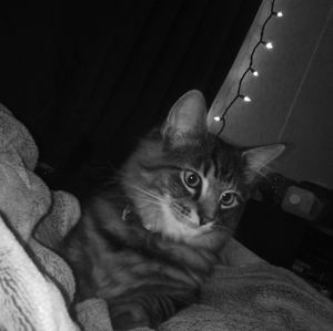 Meet your Posher, Taylor